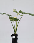 Monstera deliciosa Variegata