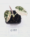 Alocasia reginula 'Black Velvet variegata'