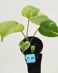 Monstera Deliciosa 'White Monster'