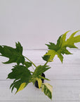 Philodendron warscewiczii Gold Variegata