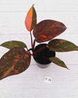 Philodendron 'Orange Princess' - FLASH SALE