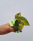 Alocasia ‘wentii’ Variegated - Bare Bottom Baby