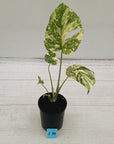 Monstera deliciosa Thai Constellation