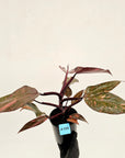 Philodendron 'Orange Princess'