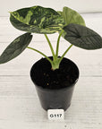 Alocasia melo 'Rhino Skin' Variegata