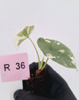 Alocasia melo 'Rhino Skin' Variegata - Bare Bottom Baby