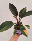 Philodendron 'Rojo Congo Variegated' 70mm