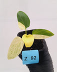 Homalomena sulcata ‘Cream Frost’ - SALE