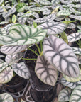 Alocasia baginda 'Silver Dragon'