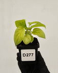 Homalomena rubescens Golden Hibiscus’ - Bare Bottom Baby - SALE