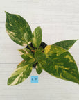 Philodendron Green Congo Variegata (Nuclear)