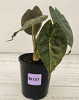 Alocasia ‘wentii’ Variegated - Sale