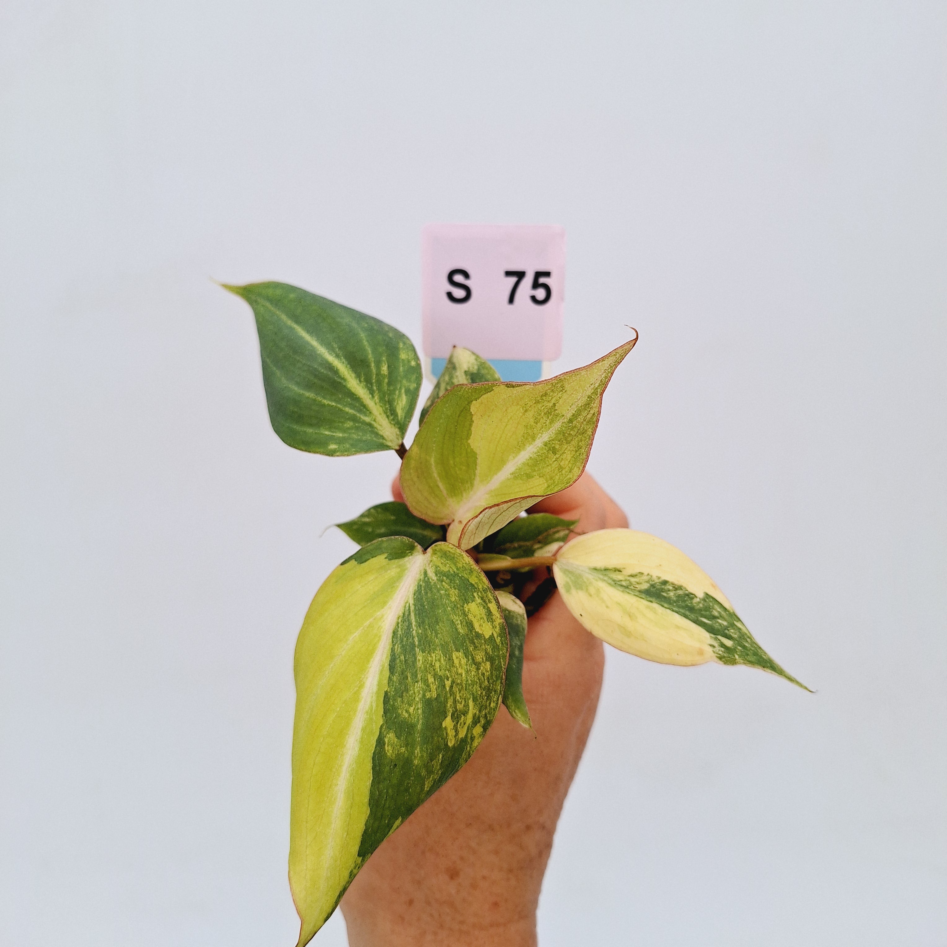 Philodendron gloriosum  variegata - Bare Bottom Baby