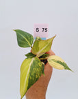 Philodendron gloriosum  variegata - Bare Bottom Baby