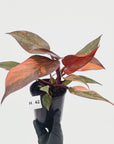 Philodendron 'Orange Princess' - FLASH SALE