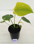 Monstera Deliciosa 'Mint' - SALE