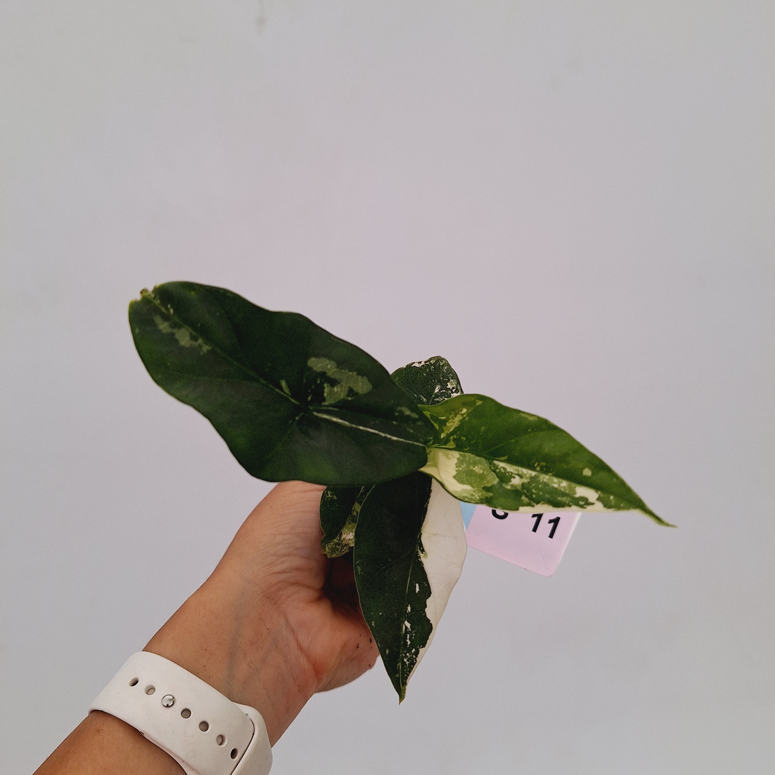 Alocasia 'Simpo' Albo Variegata- Bare Bottom Baby⁷