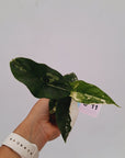 Alocasia 'Simpo' Albo Variegata- Bare Bottom Baby⁷