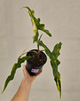 Alocasia sp. ‘Sabrina’ Aurea