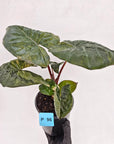 Alocasia macrorrhizos 'plumbea Variegata'