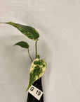 Monstera Deliciosa Mint - Bare Bottom Baby - SALE