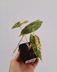 Alocasia Nairobi Nights Variegated