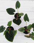Anthurium Luxurians 125mm Gift Box - Christmas Pre-Order
