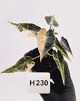 Alocasia Amazonica bambino Variegata