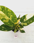 Philodendron Green Congo Variegata (Nuclear)