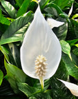 Spathiphyllum floribundum 'Jet Diamond'