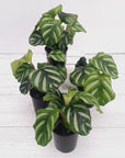 Calathea 'watercolour'