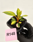 Philodendron 'Rojo Congo Variegated' 70mm