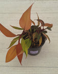 Philodendron 'Orange Princess' Sport