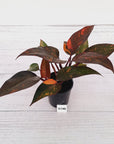 Philodendron 'Orange Princess'