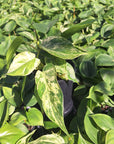 Philodendron hederaceum 'Variegata'