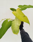 Philodendron 'Whipple Way'