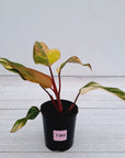 Philodendron erubescens Strawberry Shake