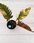 Philodendron serratum 'Caramel Marble' -flash sale