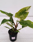 Philodendron 'Pink Princess Galaxy Marble' Sport