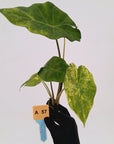 Alocasia Portora Variegata - Bare Bottom Baby