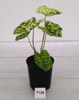 Caladium bicolour NOID