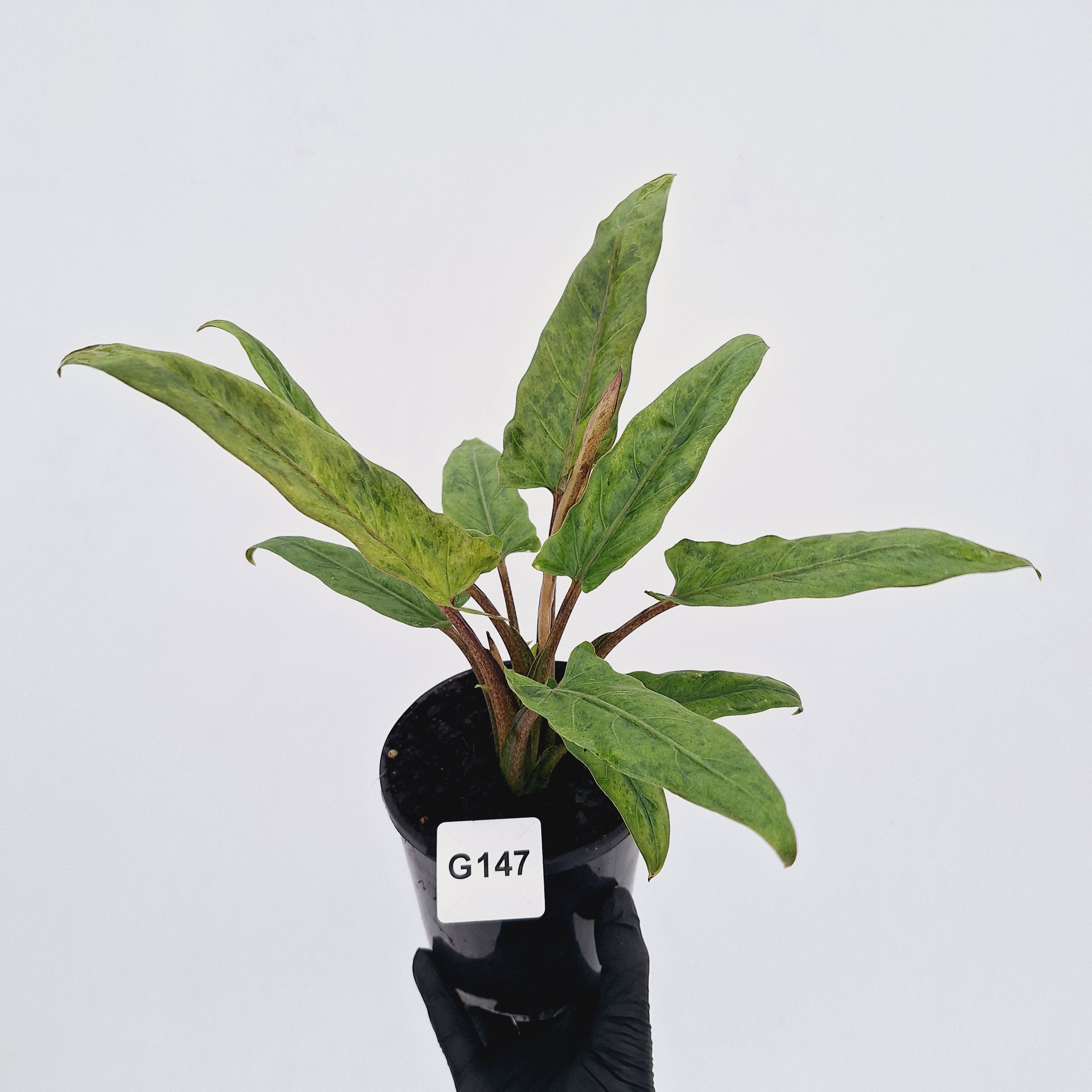 Alocasia lauterbachiana Variegata – Enliven Plants