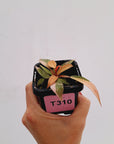Philodendron 'Orange Princess'