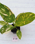 Philodendron Green Congo Variegata (Nuclear)