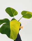 Monstera borsigiana 'Aurea'