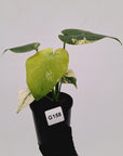 Monstera Deliciosa 'Mint'