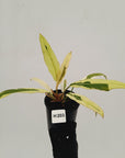 Philodendron serratum Caramel Marble Albo
