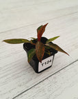 Philodendron 'Orange Princess'
