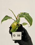 Philodendron gloriosum 'Snow Leopard'