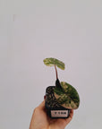 Alocasia macrorrhizos 'plumbea Variegata'